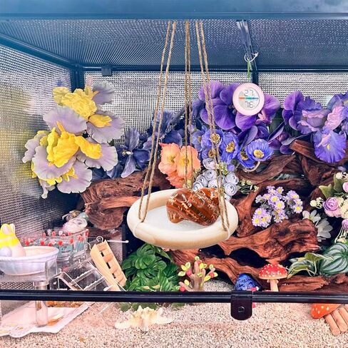 لعبة أرجوحة السلطعون الناسك، لعبة تسلق السلطعون الناسك، ملحقات تزيين حوض السمك لخزان الزواحف، مناسبة للسرطانات الناسك الصغيرة والمتوسطة الحجم وسحلية الهامستر، بقطر 10.16 سم in Kuwait