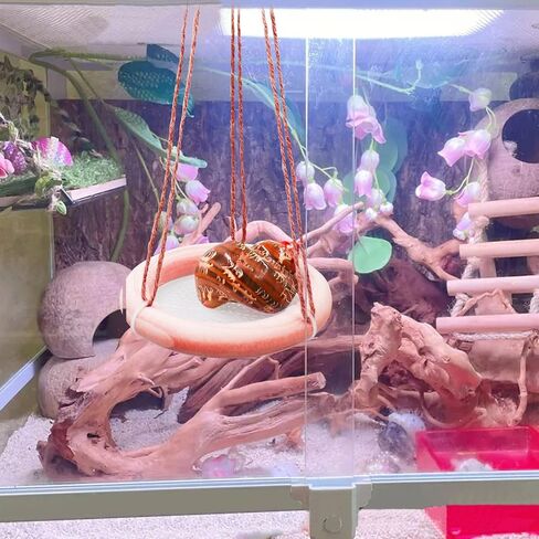 لعبة أرجوحة السلطعون الناسك، لعبة تسلق السلطعون الناسك، ملحقات تزيين حوض السمك لخزان الزواحف، مناسبة للسرطانات الناسك الصغيرة والمتوسطة الحجم وسحلية الهامستر، بقطر 10.16 سم in Kuwait