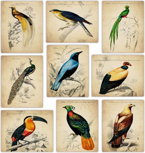 ديكور حائط الطيور الاستوائية العتيقة - مطبوعات فنية توضيحية للطيور الغريبة، ملصقات مجمعة جمالية قديمة، لوحة فنية عتيقة - هدية لعشاق علم الطيور الرجال والنساء والأطفال - صور غير مؤطرة مقاس 8 × 10 in Kuwait