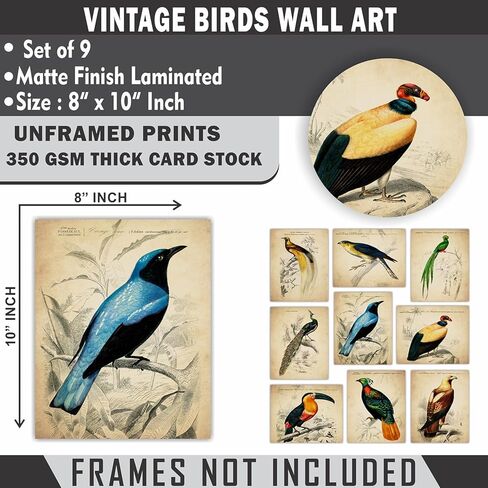 ديكور حائط الطيور الاستوائية العتيقة - مطبوعات فنية توضيحية للطيور الغريبة، ملصقات مجمعة جمالية قديمة، لوحة فنية عتيقة - هدية لعشاق علم الطيور الرجال والنساء والأطفال - صور غير مؤطرة مقاس 8 × 10 in Kuwait