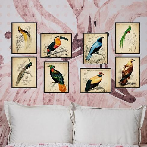 ديكور حائط الطيور الاستوائية العتيقة - مطبوعات فنية توضيحية للطيور الغريبة، ملصقات مجمعة جمالية قديمة، لوحة فنية عتيقة - هدية لعشاق علم الطيور الرجال والنساء والأطفال - صور غير مؤطرة مقاس 8 × 10 in Kuwait