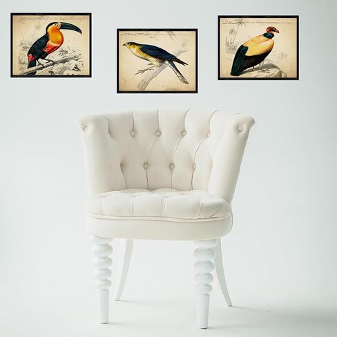 ديكور حائط الطيور الاستوائية العتيقة - مطبوعات فنية توضيحية للطيور الغريبة، ملصقات مجمعة جمالية قديمة، لوحة فنية عتيقة - هدية لعشاق علم الطيور الرجال والنساء والأطفال - صور غير مؤطرة مقاس 8 × 10 in Kuwait