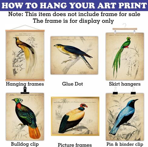 ديكور حائط الطيور الاستوائية العتيقة - مطبوعات فنية توضيحية للطيور الغريبة، ملصقات مجمعة جمالية قديمة، لوحة فنية عتيقة - هدية لعشاق علم الطيور الرجال والنساء والأطفال - صور غير مؤطرة مقاس 8 × 10 in Kuwait