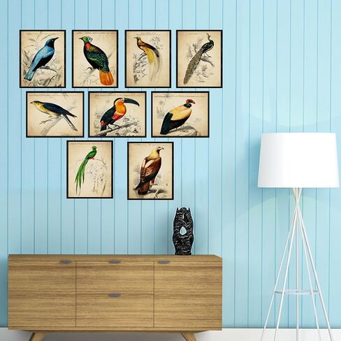 ديكور حائط الطيور الاستوائية العتيقة - مطبوعات فنية توضيحية للطيور الغريبة، ملصقات مجمعة جمالية قديمة، لوحة فنية عتيقة - هدية لعشاق علم الطيور الرجال والنساء والأطفال - صور غير مؤطرة مقاس 8 × 10 in Kuwait