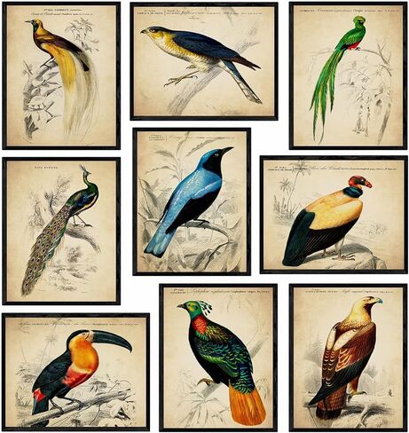 ديكور حائط الطيور الاستوائية العتيقة - مطبوعات فنية توضيحية للطيور الغريبة، ملصقات مجمعة جمالية قديمة، لوحة فنية عتيقة - هدية لعشاق علم الطيور الرجال والنساء والأطفال - صور غير مؤطرة مقاس 8 × 10 in Kuwait