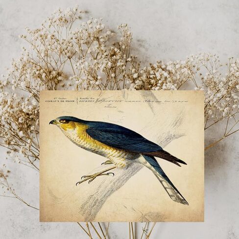 ديكور حائط الطيور الاستوائية العتيقة - مطبوعات فنية توضيحية للطيور الغريبة، ملصقات مجمعة جمالية قديمة، لوحة فنية عتيقة - هدية لعشاق علم الطيور الرجال والنساء والأطفال - صور غير مؤطرة مقاس 8 × 10 in Kuwait