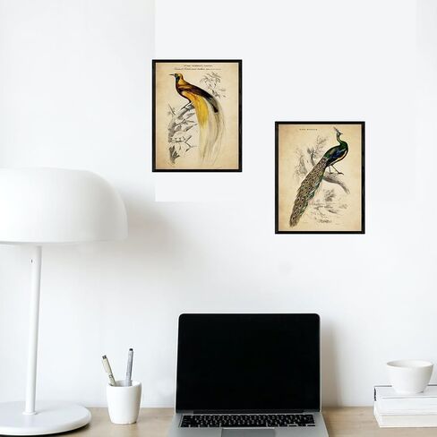 ديكور حائط الطيور الاستوائية العتيقة - مطبوعات فنية توضيحية للطيور الغريبة، ملصقات مجمعة جمالية قديمة، لوحة فنية عتيقة - هدية لعشاق علم الطيور الرجال والنساء والأطفال - صور غير مؤطرة مقاس 8 × 10 in Kuwait