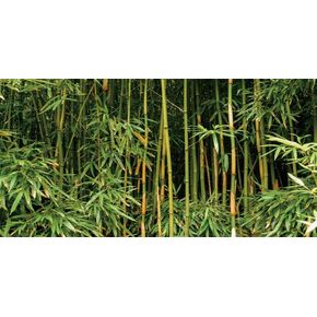 YongFoto Reptile Terrarium Background 48x24 inch Reptile Tank Background Bamboo Forest Green Bamboo Nature Scenery Reptile Habitat Background Bearded Dragon Fish Tank Aquarium Background Backdrop