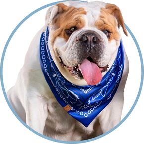 Double-Sided Bandana for Dogs and Cats Blue Zucky (Large)