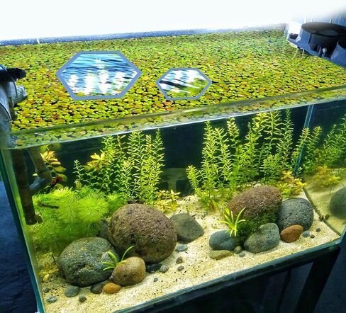 5pcs Aquarium Floating Plant Rings, Foam Floating Plant Corral Holder Hexagon Fish Feeding Rings Feeding Ring Barrier for Fish Tank Feeder Plant Fence for Keeping Food in Place (Blue) in Saudi Arabia