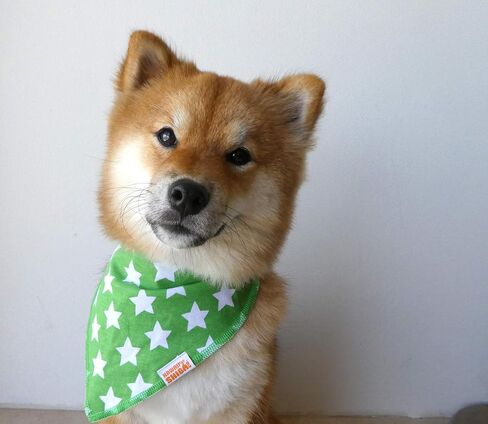 عصابات/مرايل للكلاب من Kawaii Shiba Inu - عبوة مكونة من أربع قطع من وشاح الكلاب in Saudi Arabia