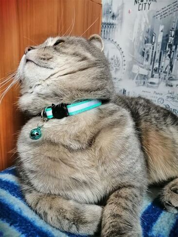 6 قطع عاكسة طوق القط مع الجرس، النايلون قطاع الانفصال طوق القط مختلط الألوان جرو طوق in Kuwait