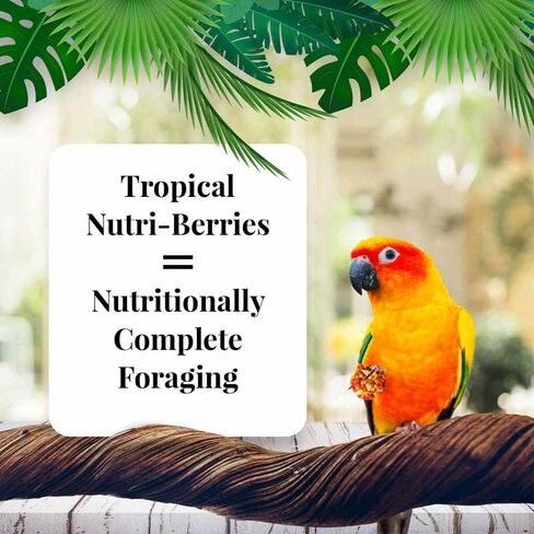 LAFEBER'S Tropical Fruit Nutri-Berries Conure Food, Made with Non-GMO and Human-Grade Ingredients, for Conures (Tropical Fruit 10 oz Pack of 2) in Saudi Arabia