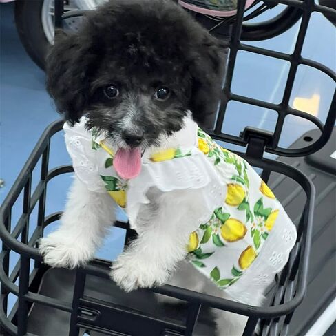 Lenom Pattern Green Dog/Cat Dress Pet Clothes Cute Dog Vest Lovely Flowers Pattern Dog Dress Breathable Pet T-Shirt Puppy Clothes Shirt for Dog (Small 3-5 Ib) in Kuwait