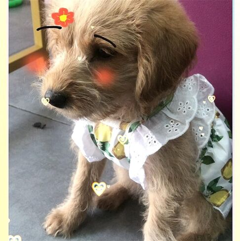 Lenom Pattern Green Dog/Cat Dress Pet Clothes Cute Dog Vest Lovely Flowers Pattern Dog Dress Breathable Pet T-Shirt Puppy Clothes Shirt for Dog (Small 3-5 Ib) in Kuwait
