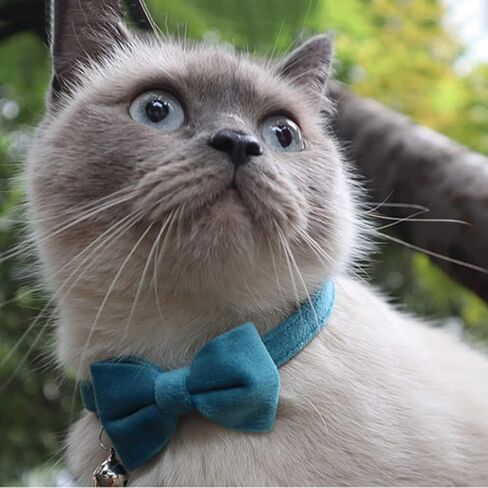 2 Pack Breakaway Cat Collars with Bell and Bowtie Comfortable Velvet Cat Collar with Cute Safety Buckle Adjustable Pet Collar for Kitty Kitten Puppy Neck Accessories for Daily Wearing Kitten in Saudi Arabia