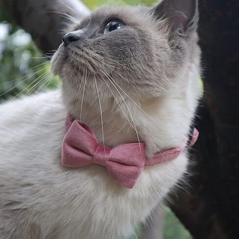 2 Pack Breakaway Cat Collars with Bell and Bowtie Comfortable Velvet Cat Collar with Cute Safety Buckle Adjustable Pet Collar for Kitty Kitten Puppy Neck Accessories for Daily Wearing Kitten in Saudi Arabia