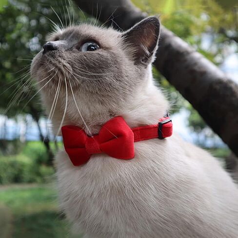 2 Pack Breakaway Cat Collars with Bell and Bowtie Comfortable Velvet Cat Collar with Cute Safety Buckle Adjustable Pet Collar for Kitty Kitten Puppy Neck Accessories for Daily Wearing Kitten in Saudi Arabia