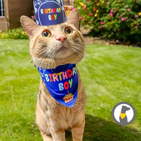 Cat Birthday Decorations - Cat Birthday Hat, Crown and Cat Birthday Bandana Boy, Kitten, Cat Birthday Gift, Outfit, Happy Cat Party Decor, Cat Products, Blue in Saudi Arabia