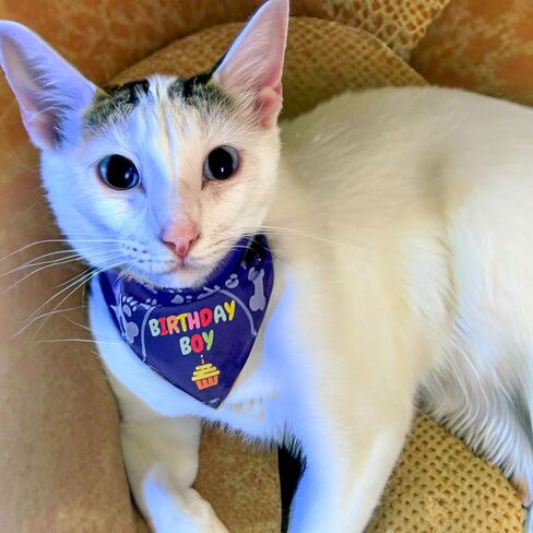 Cat Birthday Decorations - Cat Birthday Hat, Crown and Cat Birthday Bandana Boy, Kitten, Cat Birthday Gift, Outfit, Happy Cat Party Decor, Cat Products, Blue in Saudi Arabia