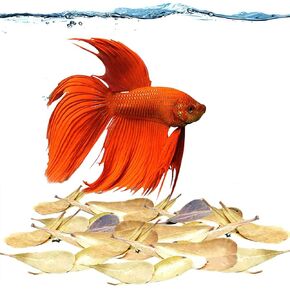 JOR 40 Pack Catappa Indian Almond Leaves for Fish Aquarium Tank, Betta/Shrimp Water Conditioner Leaves, Almond Leaf Boosts Immunity, Reduce Stress, Create Natural Habitat, Loved by All Tropical Fish