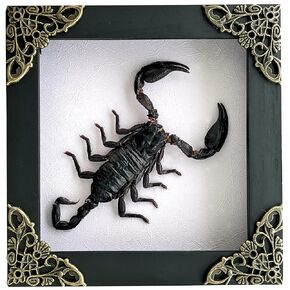 Real Scorpion White Framed Dried Bug Beetle Shadow Box Entomology Wooden Insect Handmade Taxidermy Wall Hanging Decor Decoration Artwork Tabletop Living K12-51-TR