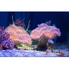 Coral Aquarium Background Beautiful Corals Terrarium Background Lush Sandy Stones Underwater Aquarium Backdrop Amazing Fish Tank Backdrop Decor Vinyl 24x16in