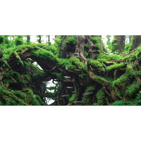 AWERT 24x16 inches Tree Branches Fish Tank Background Green Algae Aquarium Background River Bed & Lake Aquarium Background Vinyl Background