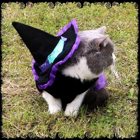 Halloween Dog Costumes Witch Outfits: Dogs Cat Witch Dress Costumes with Magic Hat - Pet Halloween Cosplay Hoodie Funny Outfits Clothes for small medium Puppy Dogs (Medium) in Saudi Arabia