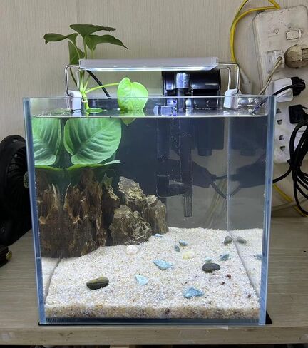 AWXZOM Small Nano Tall Rimless Tank, Glass Fish Tank, Betta Tank (0.7 Gallon, 5.9x4.3x5.1in/15x11x13cm) in Kuwait