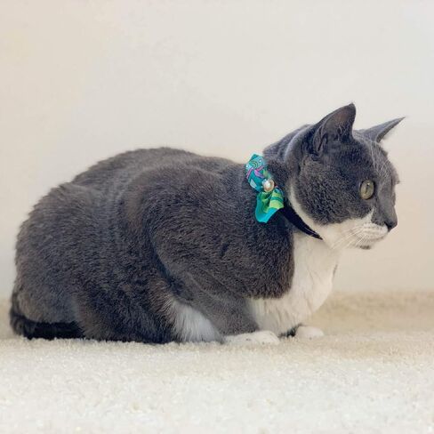 Elegant Ascot Cat Collar (Blue) with bell safety breakaway soft lightweight for cats kitty kitten Japanese stylish pattern, No.1 Seller in Japan in Saudi Arabia