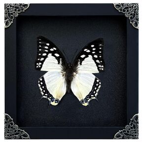 Real Butterfly Black Framed Insect Shadow Box Handmade Craft Unique Entomology Specimen Oddities Taxidermy Collection Wall Art Home Decor Decoration Gallery K14-04-DE