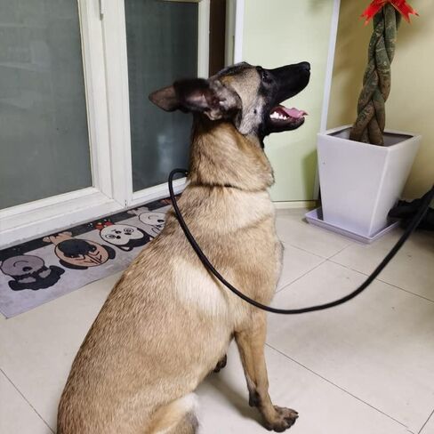 3 Pack 7FT Slip Lead Dog Leashes, Anti-Choking Lightweigth Nylon Rope Tactical Training Leash for Small Medium Dogs, No-Pull Leash for Walking in Saudi Arabia