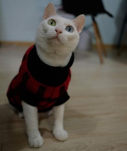 Turtleneck Dog Argyle Sweater for Small Dogs Cat in Saudi Arabia