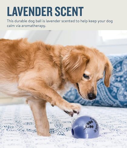 Planet Dog Orbee-Tuff Essentials Lavender Scented Interactive Dog Ball Treat Dispenser Toy, Purple in Saudi Arabia