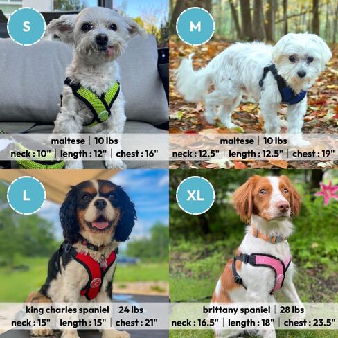 حزام Gooby Comfort X Step In - وردي، صغير - حزام X مريح للكلاب الصغيرة حاصل على براءة اختراع خالٍ من الاختناق - حزام للكلاب أثناء التنقل للكلاب المتوسطة بدون سحب أو للكلاب الصغيرة للاستخدام الداخلي والخارجي in Kuwait