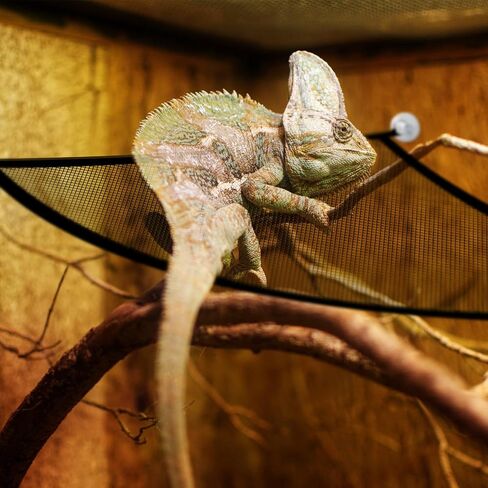 Bearded Dragon Hammock Reptile Breathable Mesh Bed for Lizard Leopard Gecko Chameleon Snakes in Saudi Arabia
