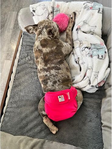 ARCM Pets لا يوجد ثقب خلفي حفاضات الحيوانات الأليفة القابلة للغسل، حفاضات الكلاب حفاضات الإناث والماعز الصغيرة - فائقة الامتصاص، حفاضات الكلاب الممتازة وحفاضات الخصر القابلة للتعديل للكلاب الصغيرة (عباد الشمس) in Saudi Arabia