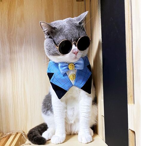 Dog Tuxedo Formal Cat Wedding Bandana Dog Collar with Bow Tie Cat Birthday Costume Dog Wedding Attire Dog Valentines Outfit Pet Gentlemen Sunglasses (blue) in Saudi Arabia