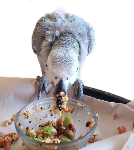 Parrot Food - Parakeet Food - Cockatiel Food - Bird Food - Cooks in 3-15 min with Natural & Organic Grains - Legumes - Non-GMO Fruits, Vegetables, & Health Orientated Spices in Saudi Arabia