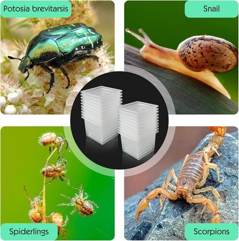 20 قطعة من حاوية حبال الرتيلاء، قفص صغير الحجم للحشرات، حاوية بلاستيكية للتفريخ، صندوق تربية شفاف، حامل صغير للحلزون الصغير المفصلي (2x2x1.77 بوصة) in Kuwait