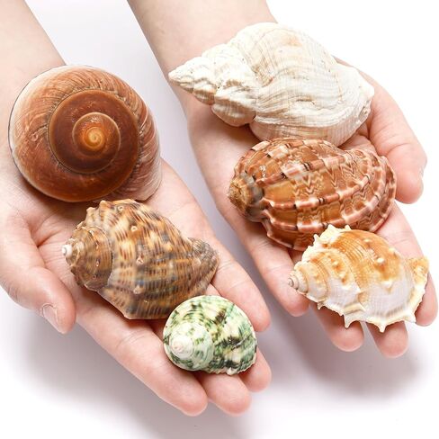 6 PCS Large Hermit Crab Shells Natural Conch Shell Size 2.8" - 3.9", Opening Size 1.5" - 2.5", Turbo Seashells for Hermit Crab Supplies, Hermit Crab Accessories and Beach Decoration Large Sea Shell in Saudi Arabia