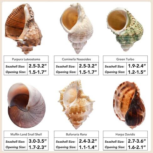 6 PCS Large Hermit Crab Shells Natural Conch Shell Size 2.8" - 3.9", Opening Size 1.5" - 2.5", Turbo Seashells for Hermit Crab Supplies, Hermit Crab Accessories and Beach Decoration Large Sea Shell in Saudi Arabia