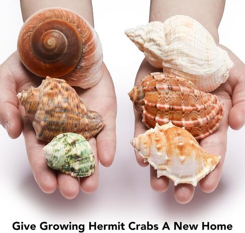 6 PCS Large Hermit Crab Shells Natural Conch Shell Size 2.8" - 3.9", Opening Size 1.5" - 2.5", Turbo Seashells for Hermit Crab Supplies, Hermit Crab Accessories and Beach Decoration Large Sea Shell in Saudi Arabia