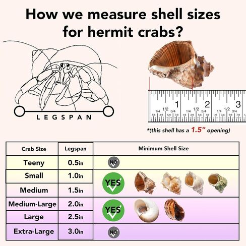 6 PCS Large Hermit Crab Shells Natural Conch Shell Size 2.8" - 3.9", Opening Size 1.5" - 2.5", Turbo Seashells for Hermit Crab Supplies, Hermit Crab Accessories and Beach Decoration Large Sea Shell in Saudi Arabia