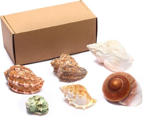 6 PCS Large Hermit Crab Shells Natural Conch Shell Size 2.8" - 3.9", Opening Size 1.5" - 2.5", Turbo Seashells for Hermit Crab Supplies, Hermit Crab Accessories and Beach Decoration Large Sea Shell in Saudi Arabia