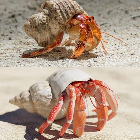 6 PCS Large Hermit Crab Shells Natural Conch Shell Size 2.8" - 3.9", Opening Size 1.5" - 2.5", Turbo Seashells for Hermit Crab Supplies, Hermit Crab Accessories and Beach Decoration Large Sea Shell in Saudi Arabia
