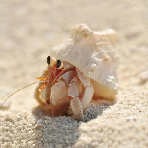 6 PCS Large Hermit Crab Shells Natural Conch Shell Size 2.8" - 3.9", Opening Size 1.5" - 2.5", Turbo Seashells for Hermit Crab Supplies, Hermit Crab Accessories and Beach Decoration Large Sea Shell in Saudi Arabia