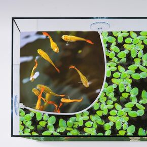 حوض السمك العائم للنباتات، سياج النبات العائم مع كوب الشفط، يفصل بين النباتات العائمة، ملحقات حوض السمك لخزان الأسماك in Kuwait