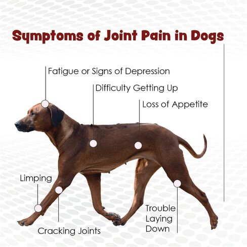 Double Strength Soft Chews for Dogs - Vitamins, Minerals, Antioxidants - Glucosamine, Chondroitin - Beef Flavor - Maximum Joint Health Supplement - 120 Chews in Kuwait